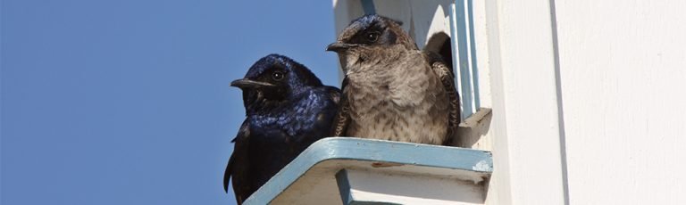 Image of Purple Martins