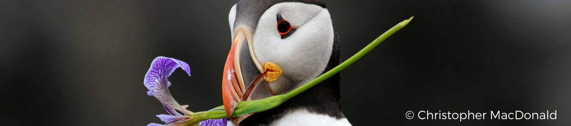 Image of a Puffin