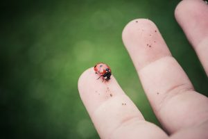 ladybug-on-finger