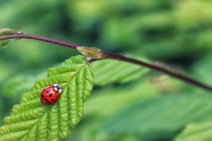 ladybug-on-green-leaf