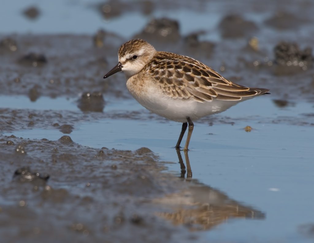 Image of a Semipalmated Sandpiper