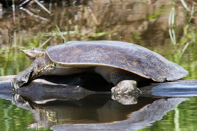 Image of a Spiny Softshell Turtle