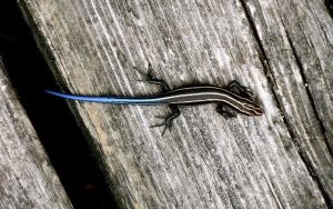 Image of a Five-lined Skink 