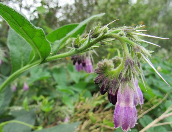 Image of a Russian Comfrey