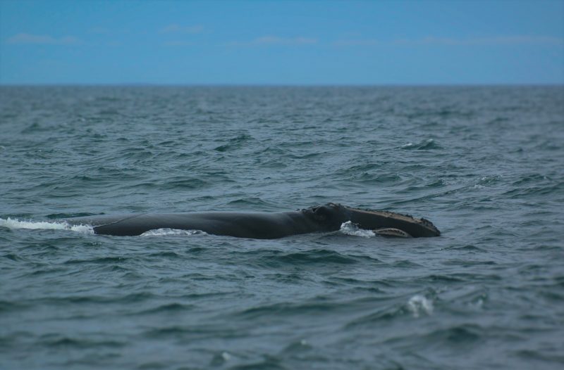 The Right Approach: Conservation of North Atlantic Right Whales at Risk ...