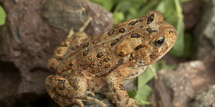 Image of an American Toad