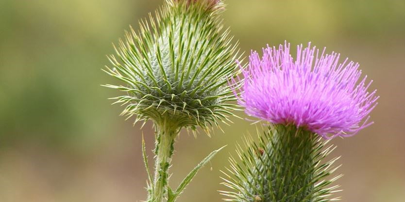 Image of Hill's Thistle