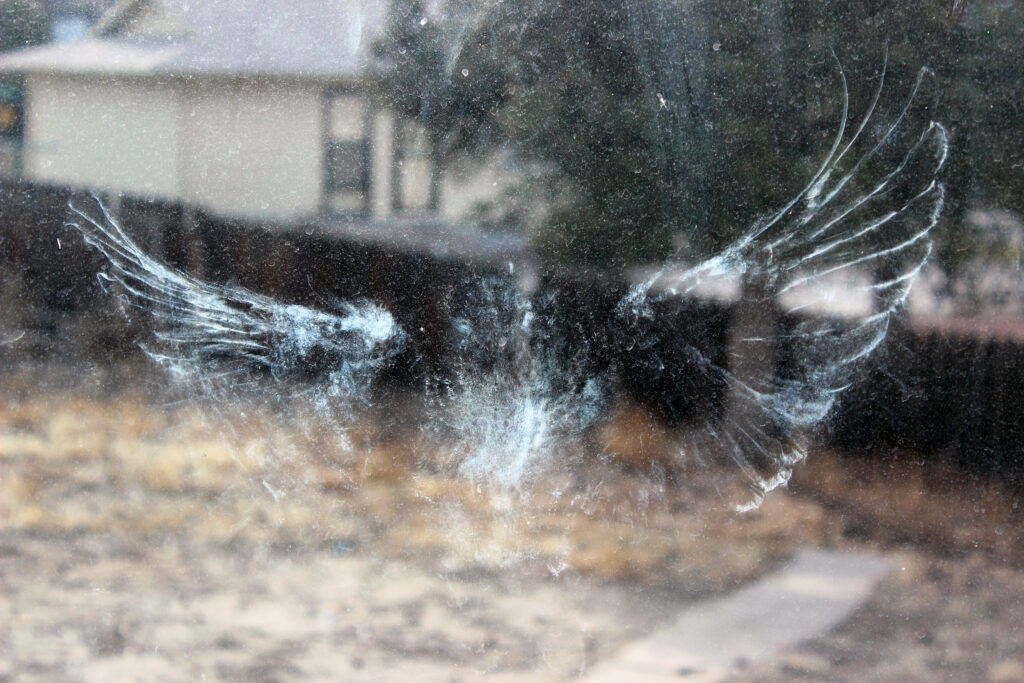 Bird imprint on window from bird hitting window