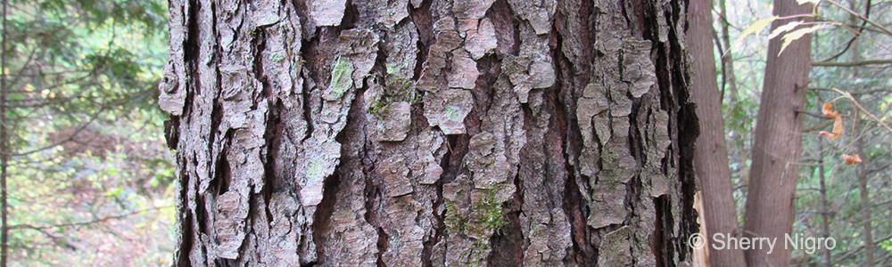Image of a tree trunk