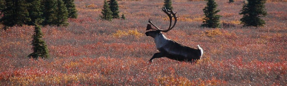 Image of a Caribou