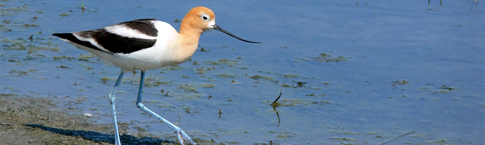 Image of an American Avocet