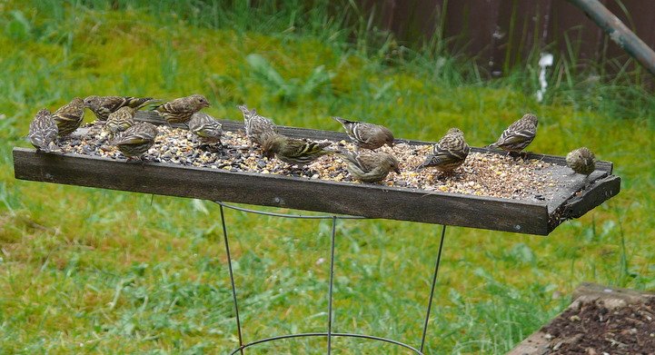 Image of birds feeding