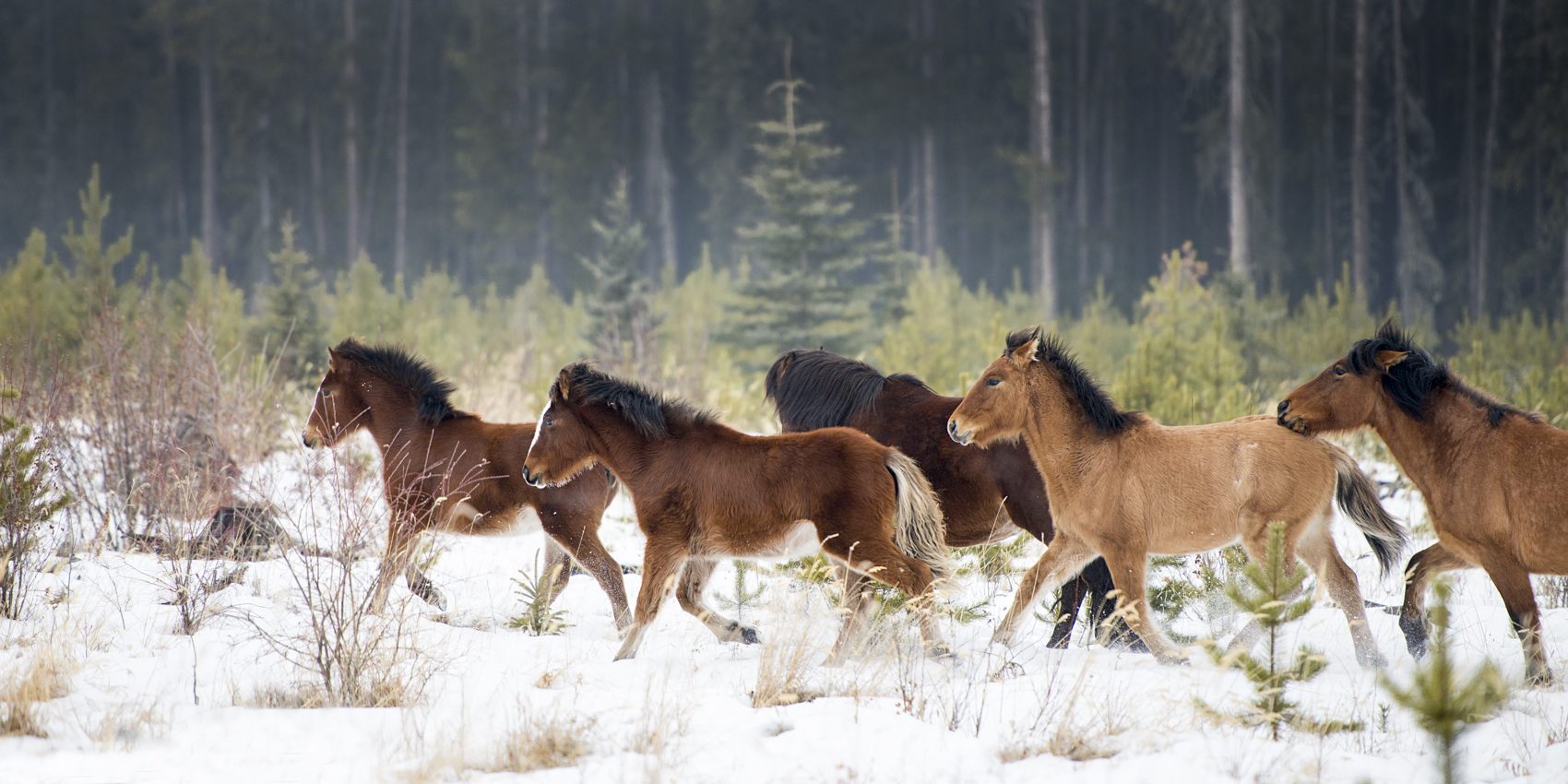 2018: The Year to See Alberta's Wild Horses - Nature Canada