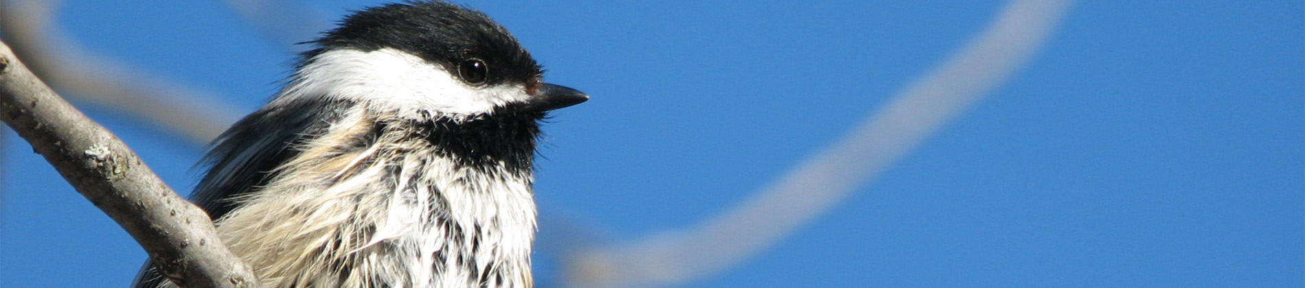 Image of a Black-capped Chickadee