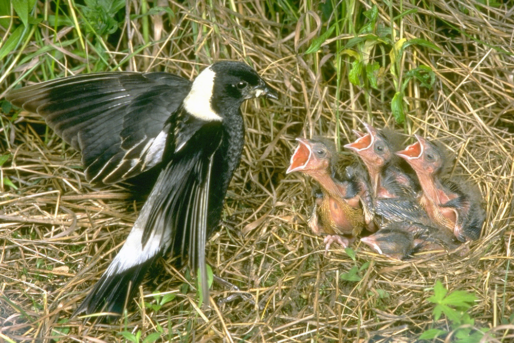 Image of a Bobolink feeding young