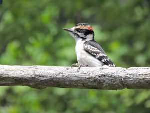 Downy Woodpecker, photo by Cheryl Fagner.