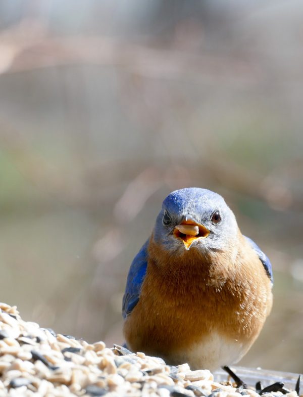 Image of an eastern bluebird