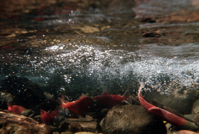 Image of sockeye salmon, found in The Fraser River.