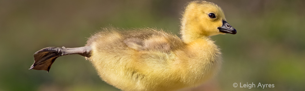 Image of a gosling