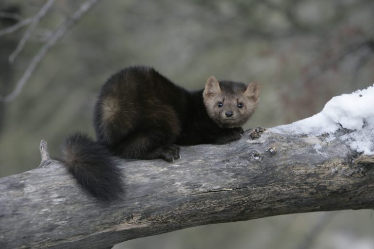 The Pine Marten Nature
