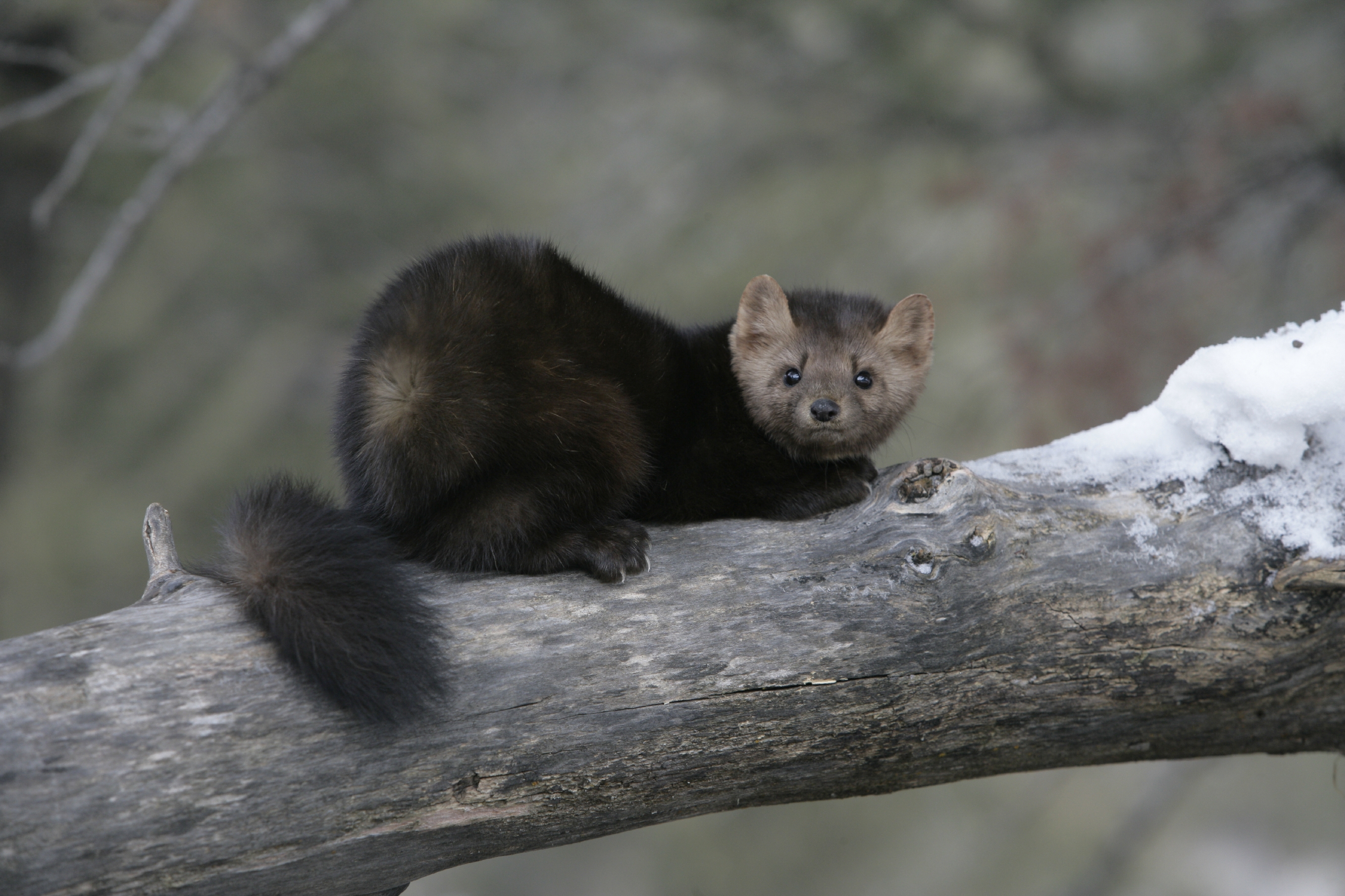 Get to Know the Pine Marten - Nature Canada