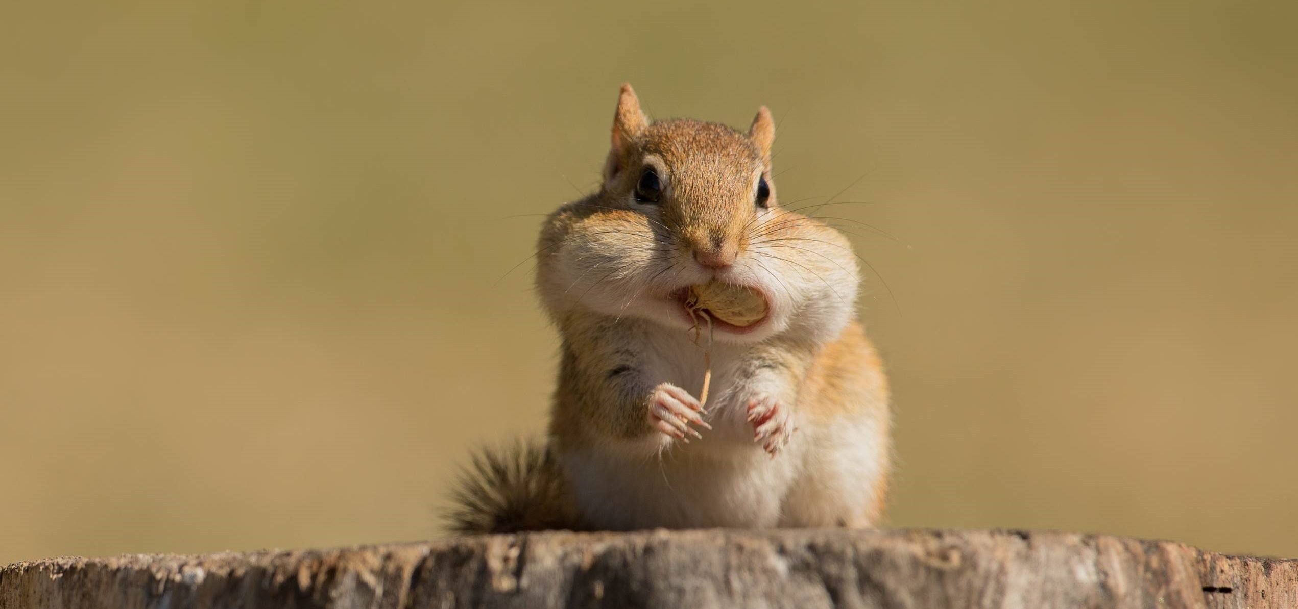 Nuts About Chipmunks? Discover the 5 Canadian Species! Nature Canada