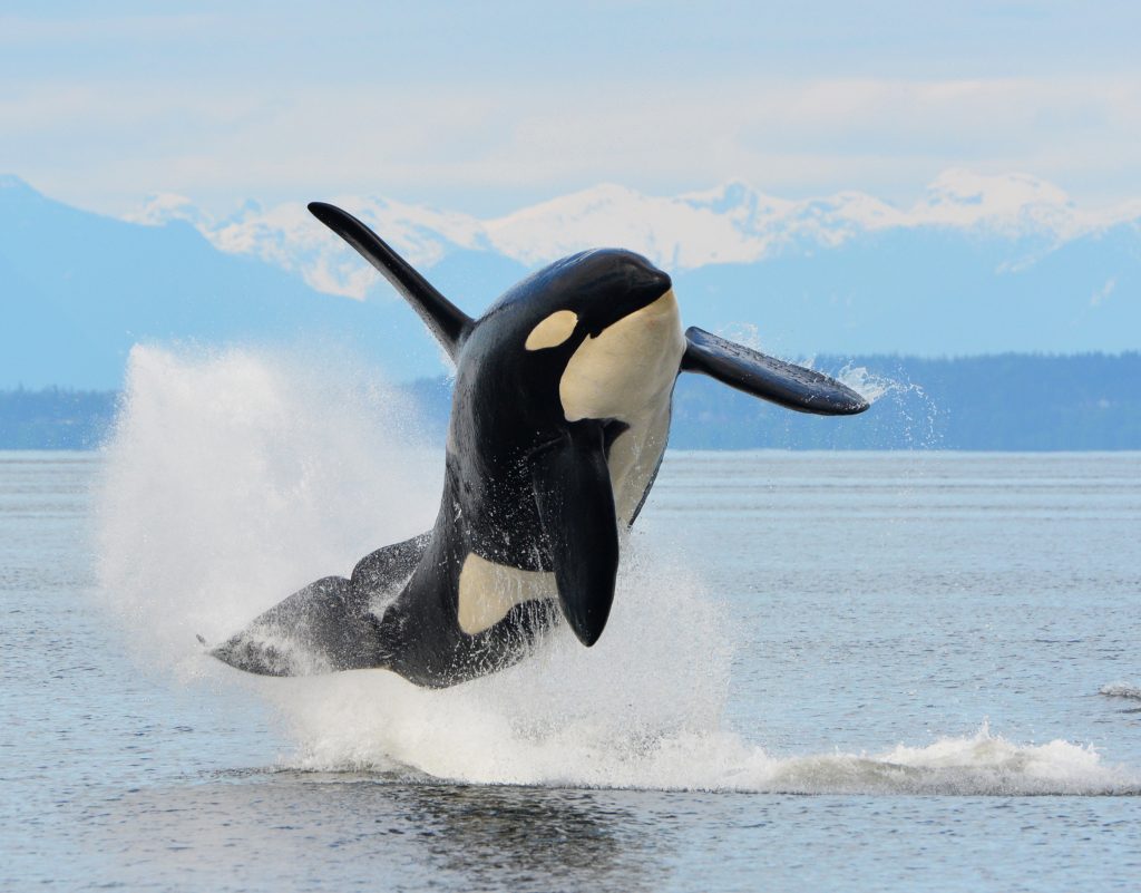 Killer Whales - Nature Canada