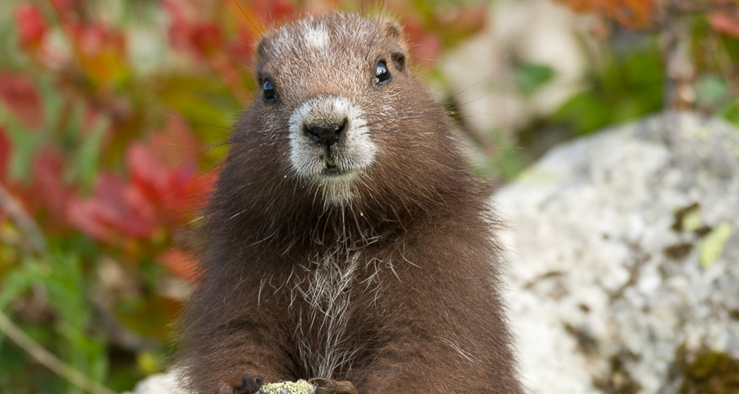 vancouver island marmot - NIGERIAN LAW SCHOOL