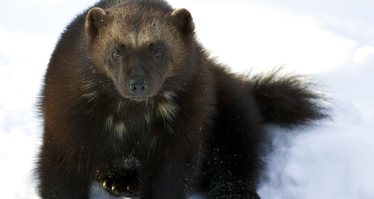 Wolverine, Eastern population - Nature Canada