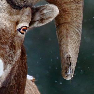 Bighorn Sheep by Tim Hopwood