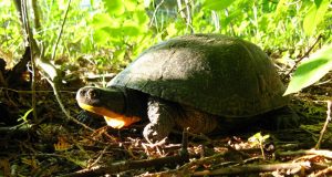 Image of a Blanding's Turtle