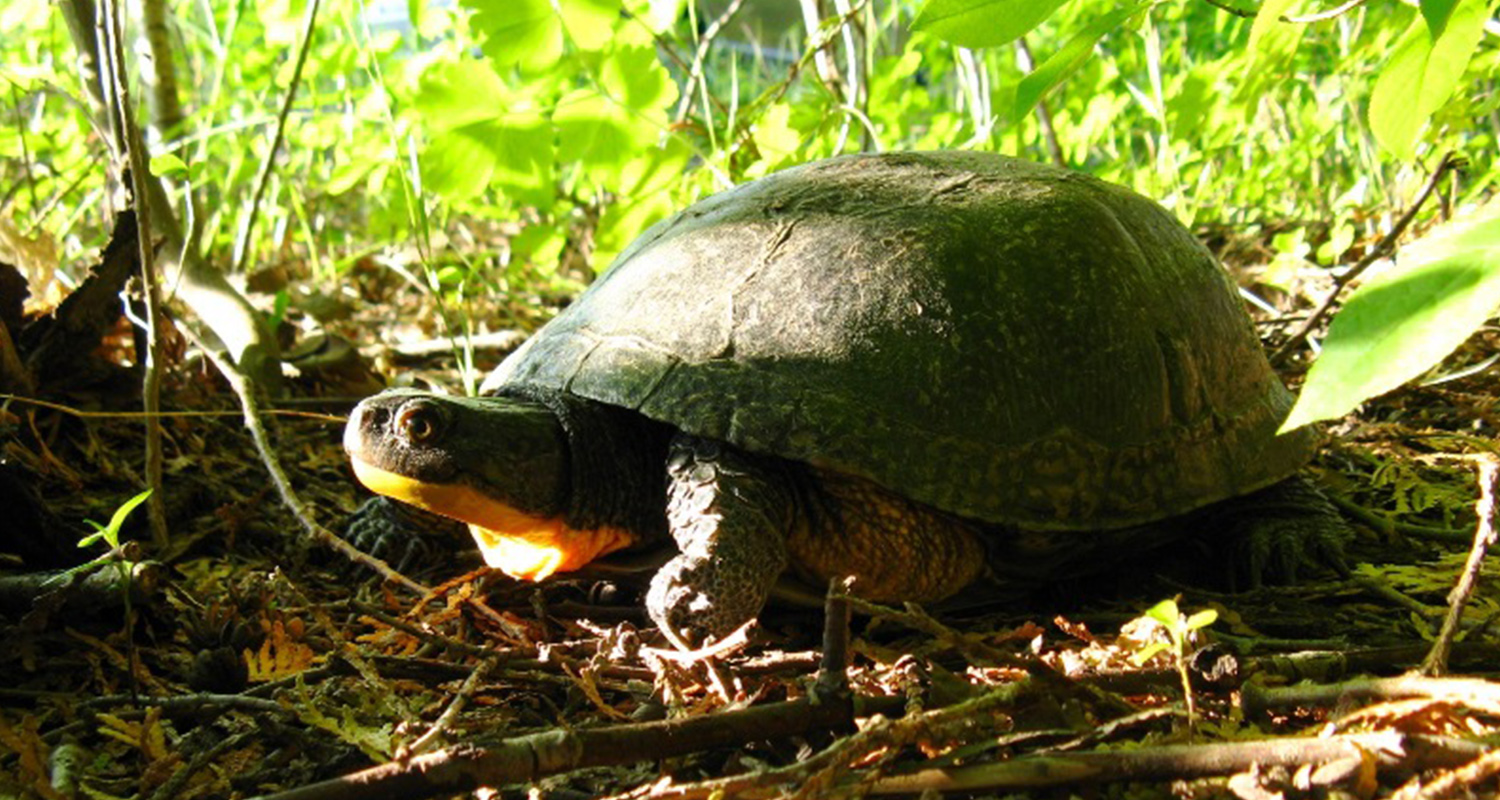 Ovenstående rack Grav Blanding's Turtle - Nature Canada