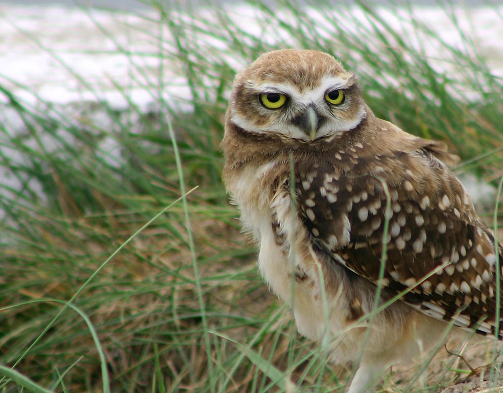Image of a Burrowing Owl