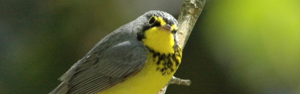 Canada Warbler by Carl Savignac