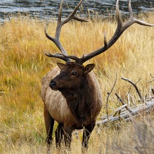 Image of an Elk