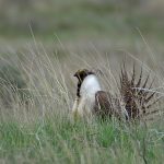 Image of a Greater Sage-Grouse