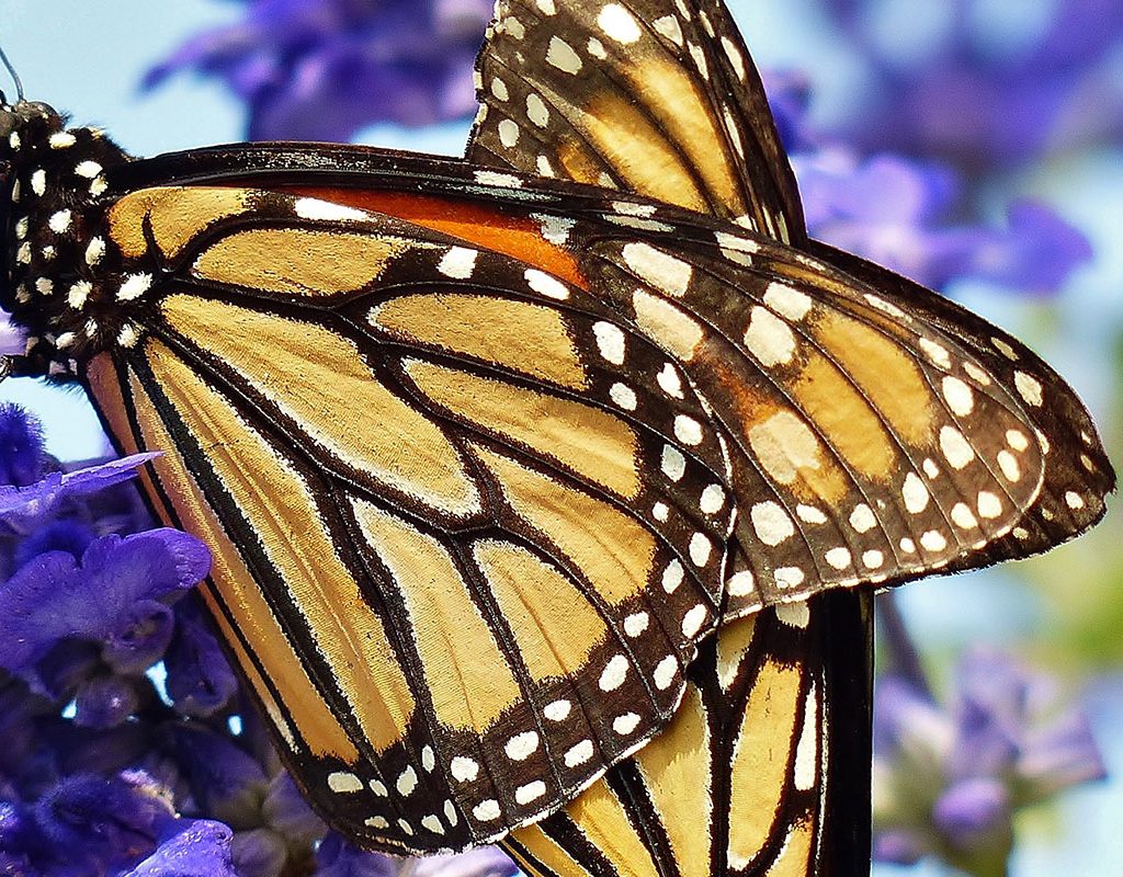 Monarch Butterflies by ManKay Koon