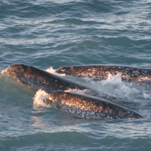 Image of a Narwhal