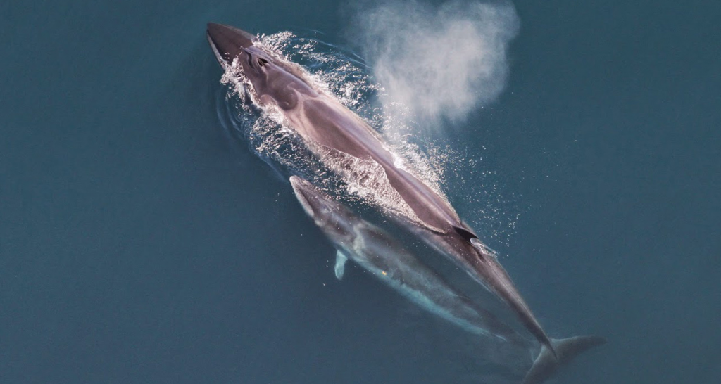 Image of a Sei Whale