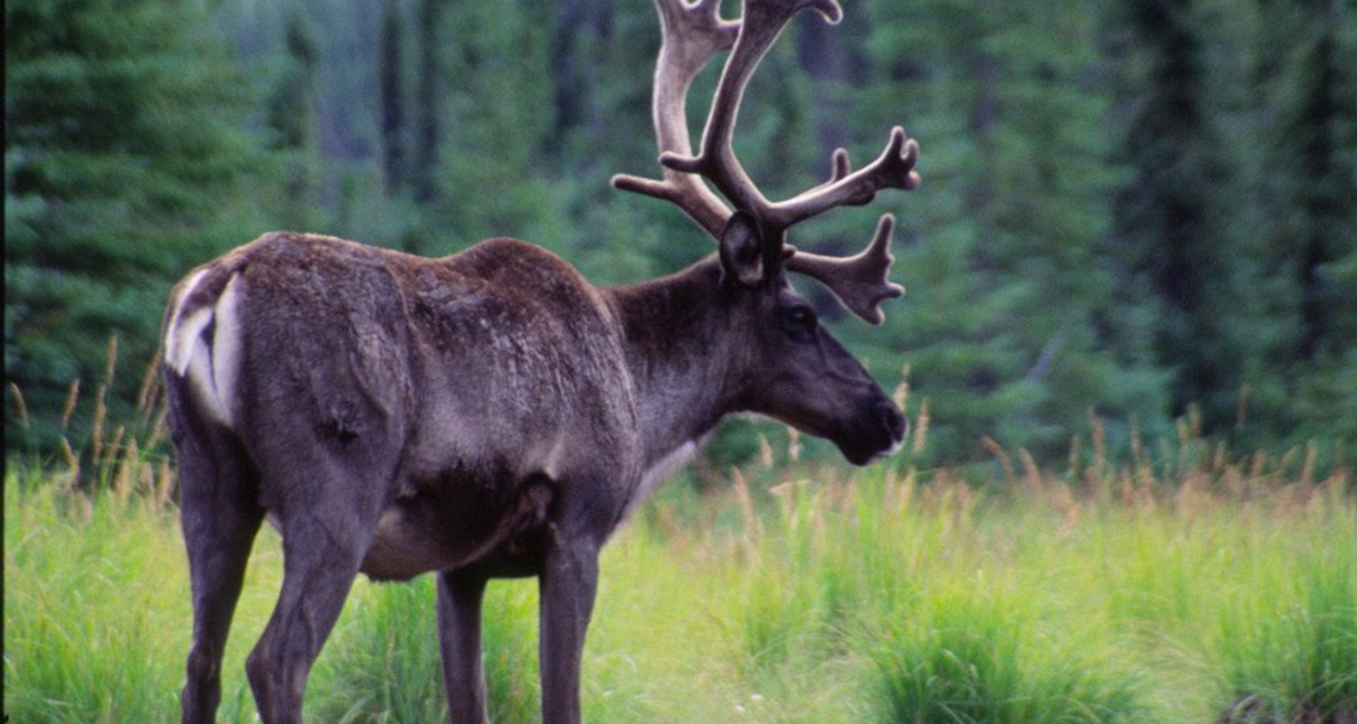Woodland Caribou Nature Canada