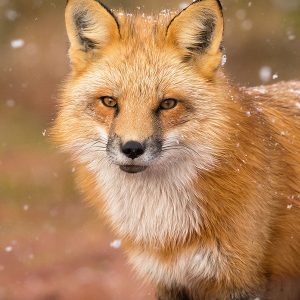 Image of a Red Fox by Brittany Crossman