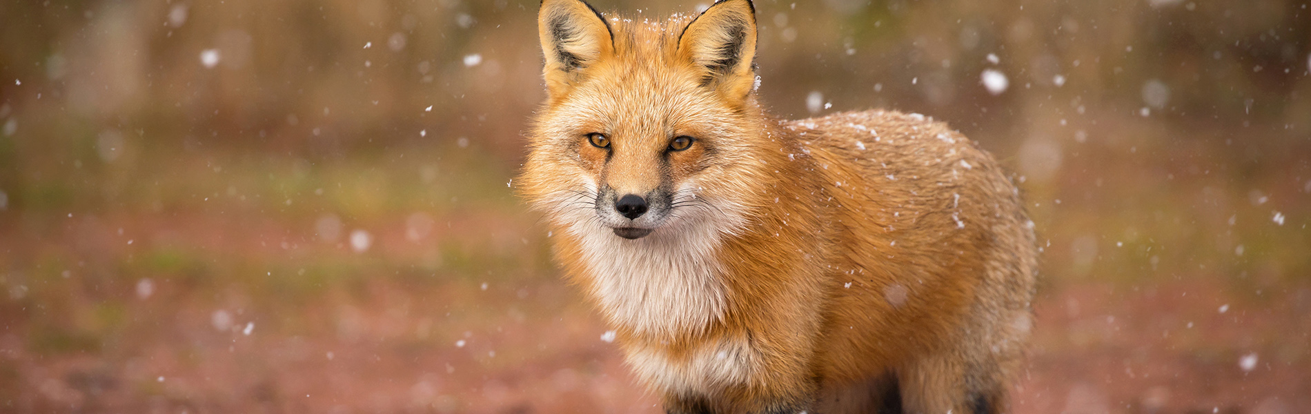 Red Fox Snowfall Brittany Crossman 