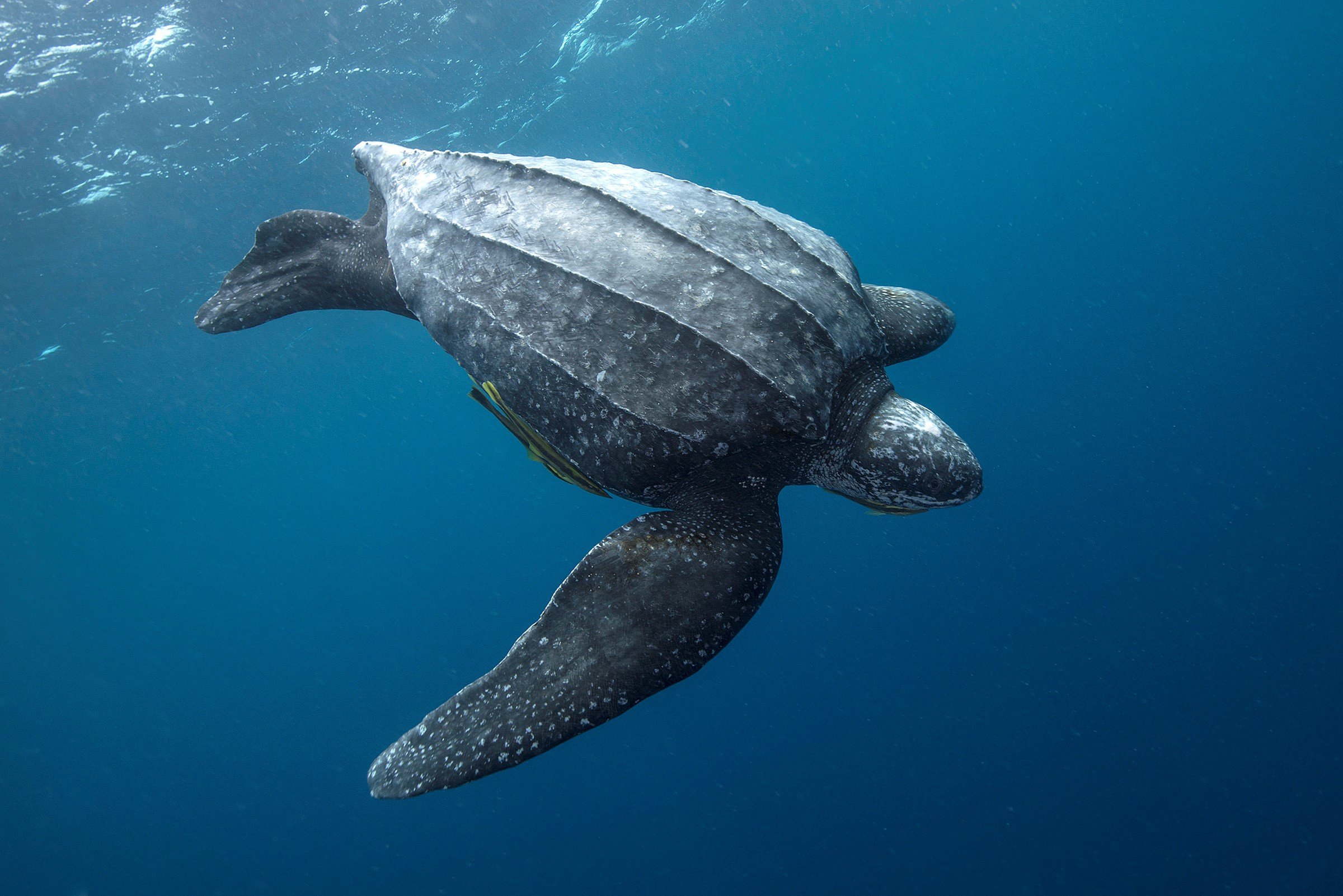 Leatherback Turtle © Jason Isley - scubazoo