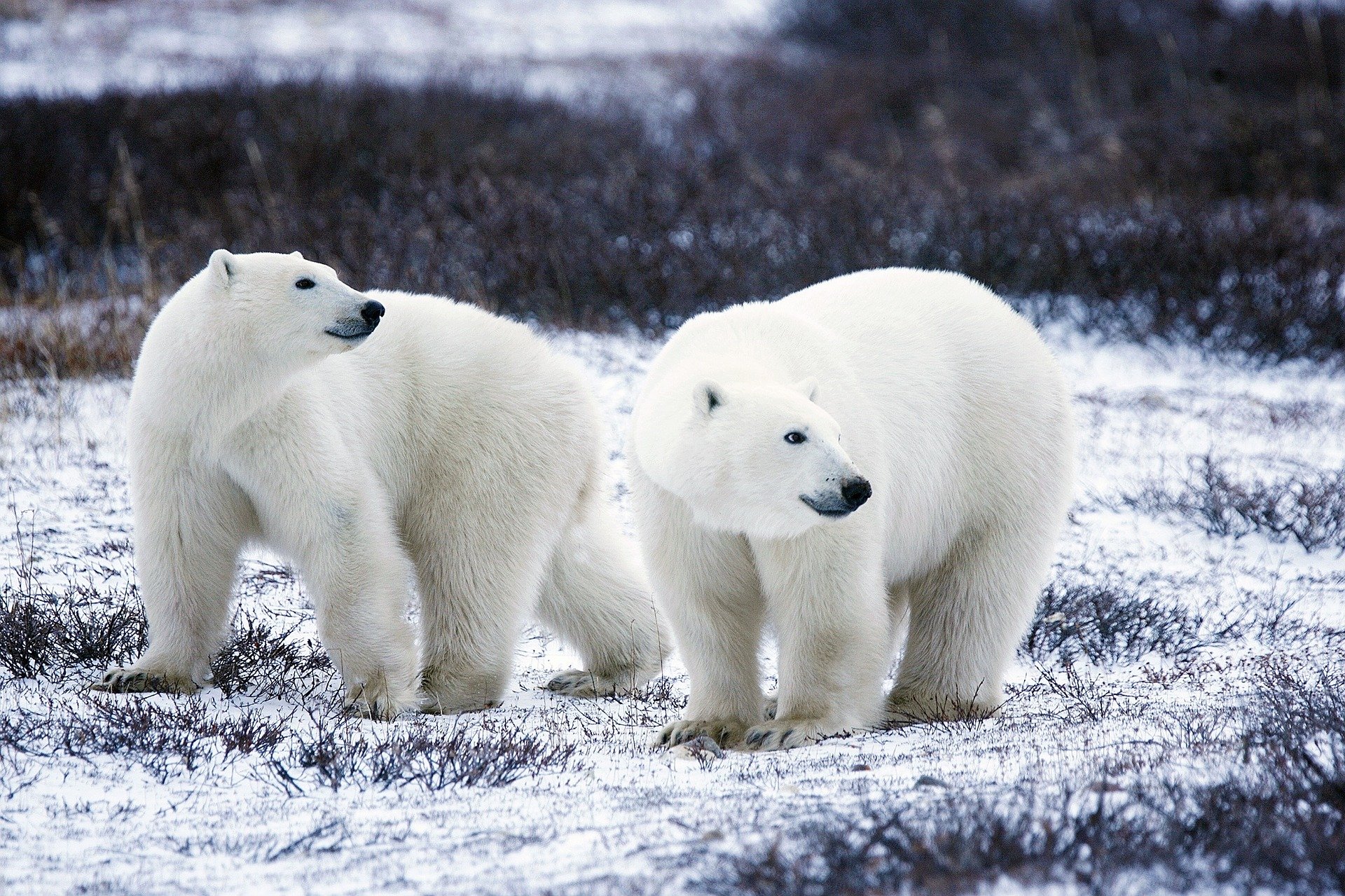 The Polar Bear: Rider of Icebergs