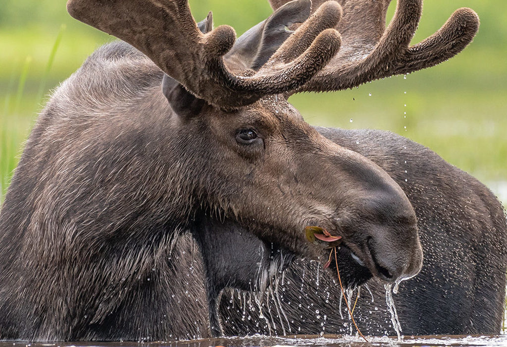 Image of Spring Bull Moose by Ron Simpson