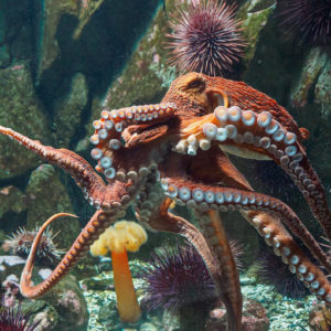 Image of a Giant Pacific Octopus