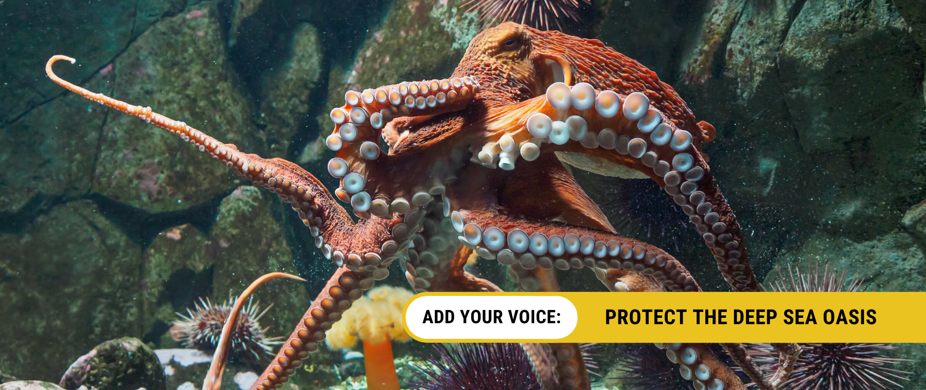 Defend Deepsea Marine Life!