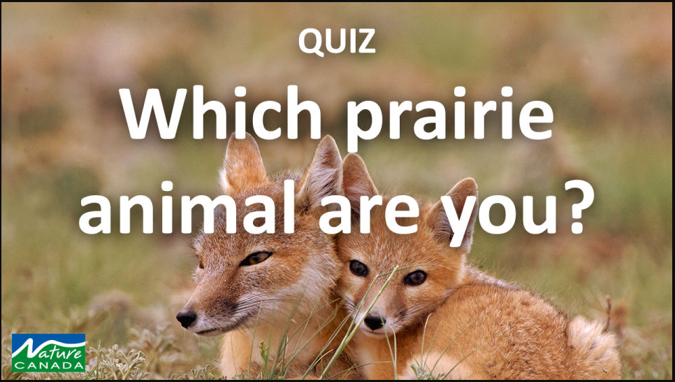 Quiz: What grassland species are you? - Nature Canada