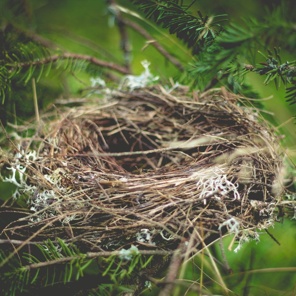 Image of an empty birds nest