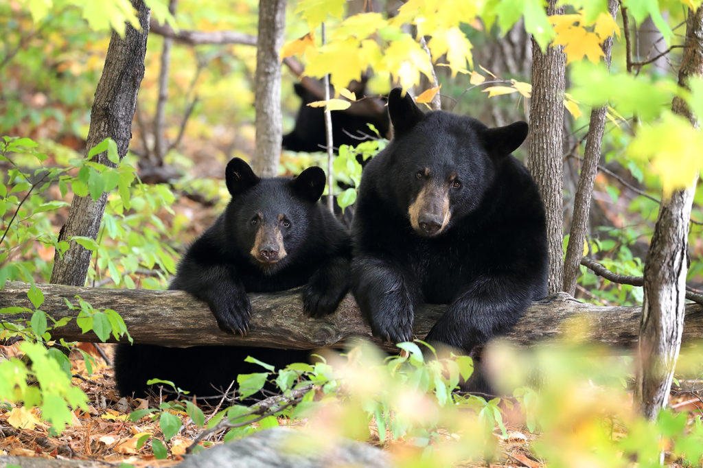 Image of two black bears on a log